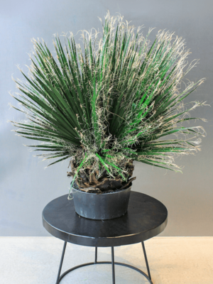 Palm (90-120 cm)