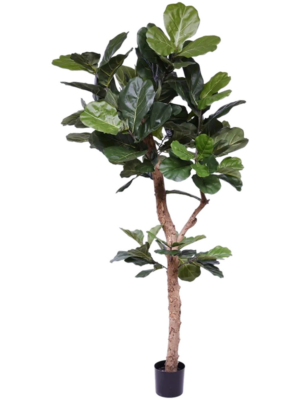 Branched
