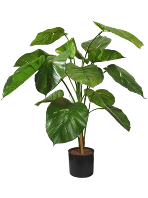Bush