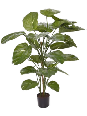 Bush