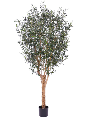 Branched