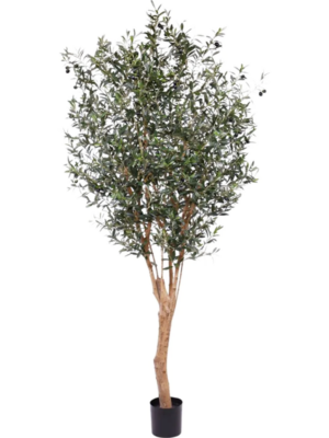 Branched