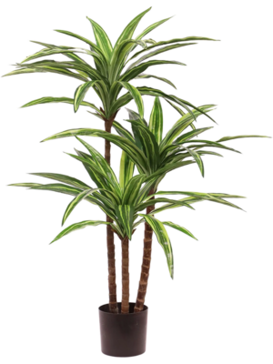 Stem