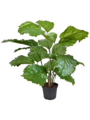 Bush