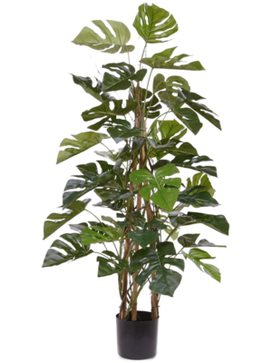 Bush