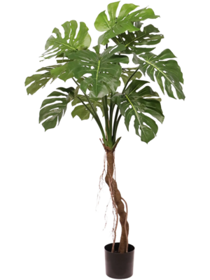 Bush