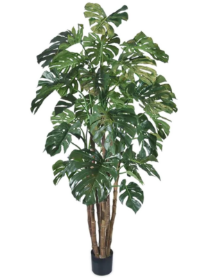 Bush