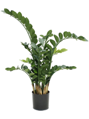 Bush