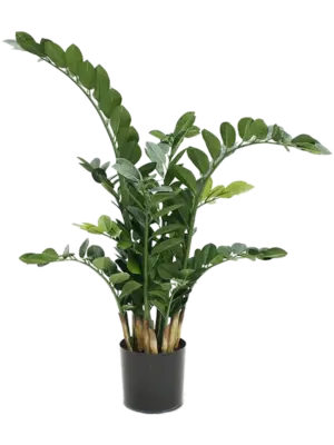 Bush