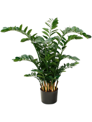 Bush