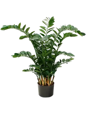 Bush