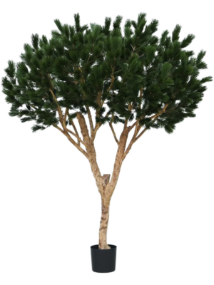 Branched