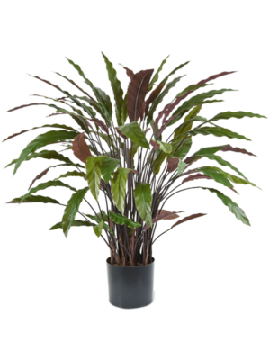 Bush