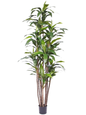 Bush