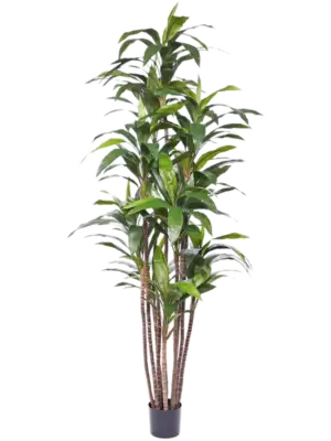 Bush