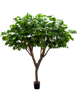 Branched (1242 lvs.)