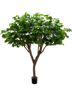 Branched (1242 lvs.)