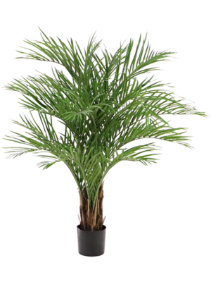 Bush