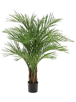 Bush