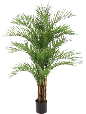 Bush