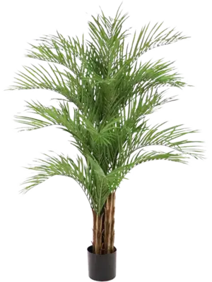 Bush