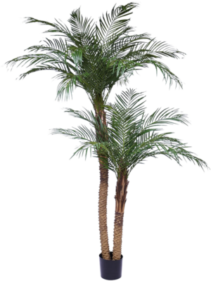 Stem