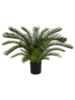 Bush