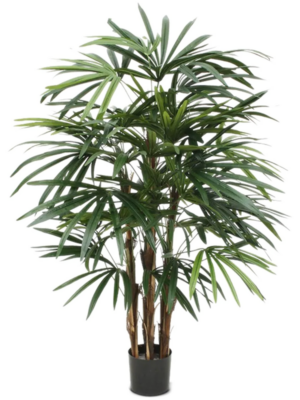 Bush