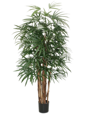Bush