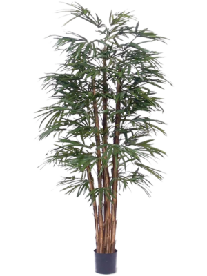 Bush