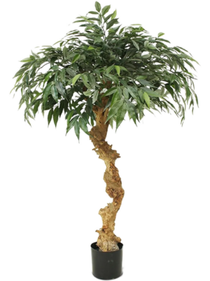 Bush