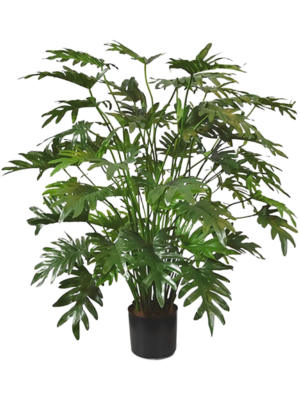 Bush