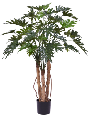 Bush