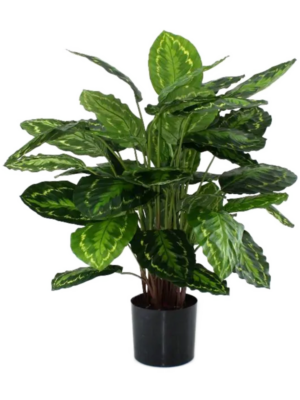 Bush