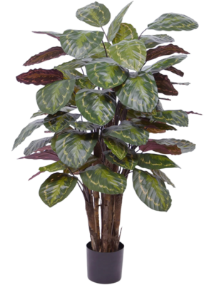 Bush
