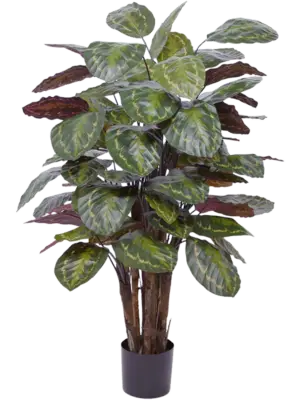 Bush