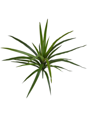 Bush