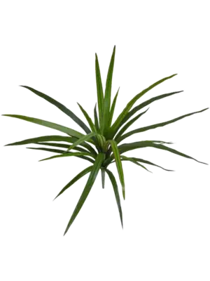 Bush