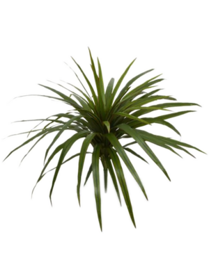 Bush