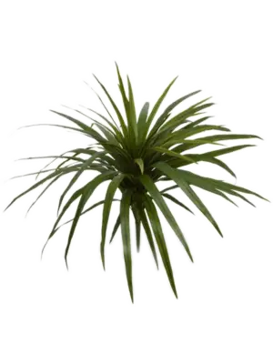 Bush