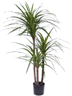 Bush