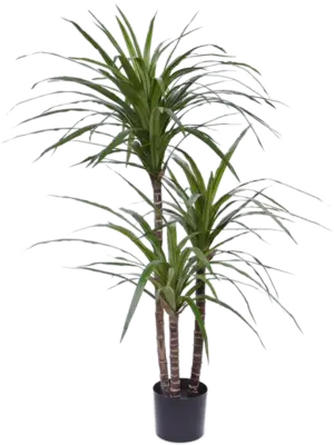 Bush