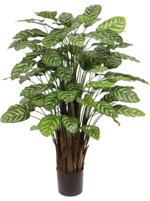 Bush