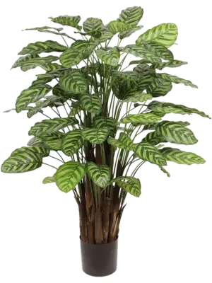 Bush
