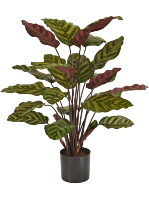 Bush