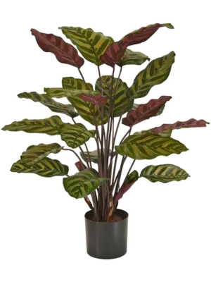 Bush