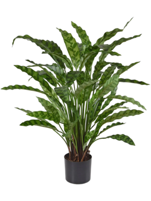 Bush
