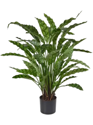 Bush