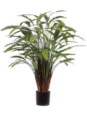 Bush