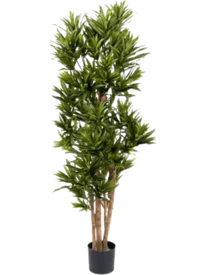 Verzweigt